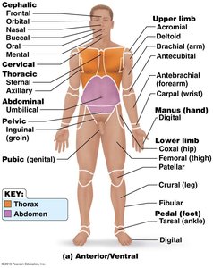 Directional terms and body regions