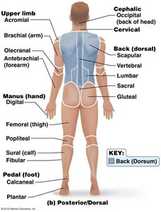Anterior and posterior body landmarks