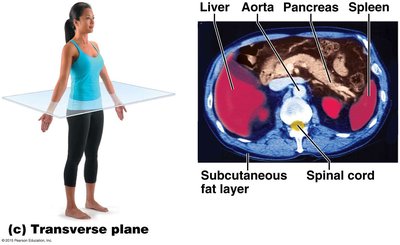 Transverse plane