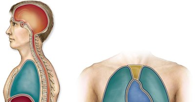 Ventral body cavity: thoracic and abdominopelvic