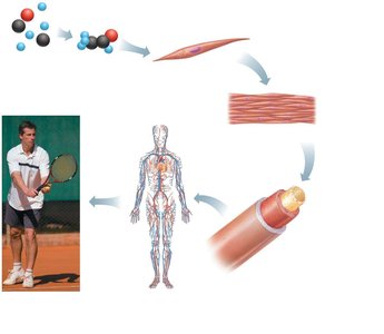 Levels of structural organization: atoms to organism