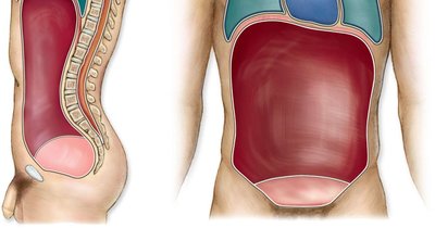 Ventral body cavity: thoracic and abdominopelvic