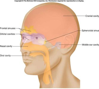 Other body cavities in the head