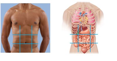 Abdominopelvic regions