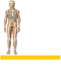 Skeletal system