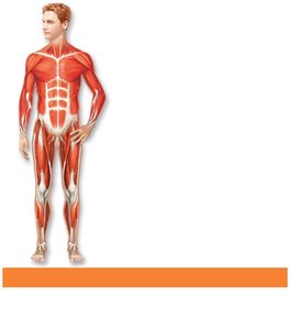 Muscular system