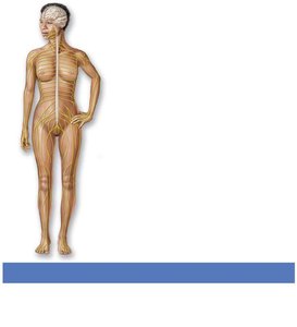 Nervous system