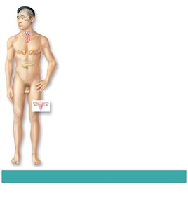 Endocrine system