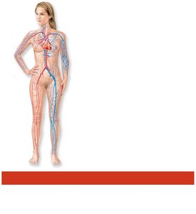 Cardiovascular system