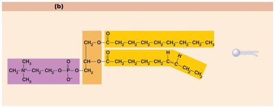 Phospholipid structure