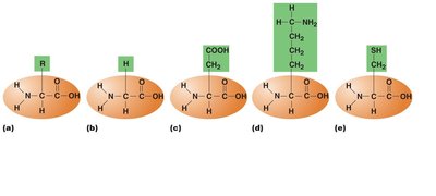 Generalized structure of amino acids