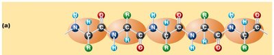 Primary structure of proteins