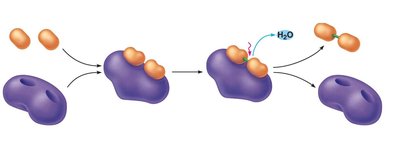 Enzyme-substrate complex formation