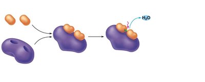 Formation of product in enzyme action