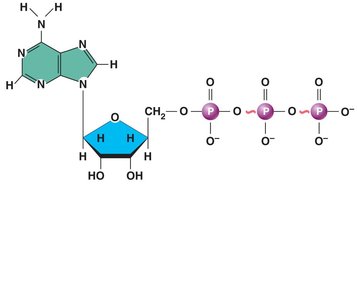 Structure of ATP