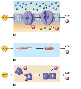 Examples of cellular work driven by ATP
