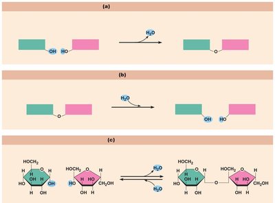 Dehydration synthesis and hydrolysis