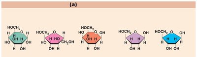 Monosaccharides: glucose, fructose, galactose, ribose, deoxyribose