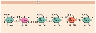 Disaccharides: sucrose, maltose, lactose
