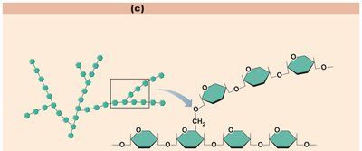 Polysaccharide structure: glycogen