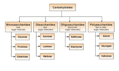Carbohydrate classification chart
