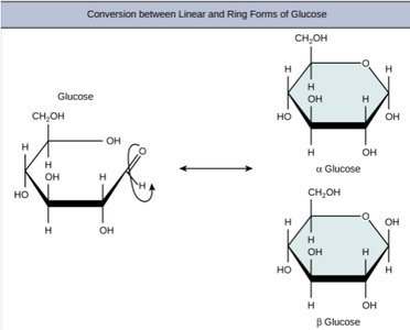 Conversion between linear and ring forms of glucose