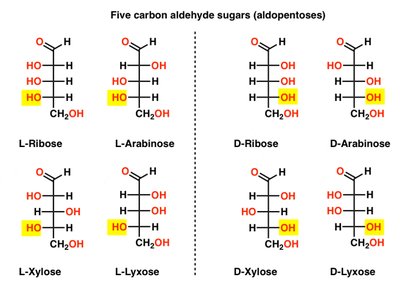 Cyclic structures and anomers