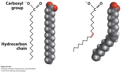 Packing of saturated vs. unsaturated fatty acids