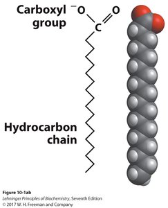Fatty acid structure: carboxyl group and hydrocarbon chain