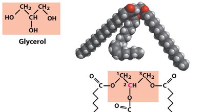 Adipose tissue storing triacylglycerols