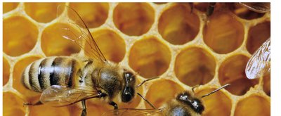 Bees on honeycomb