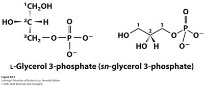General structure of glycerophospholipids
