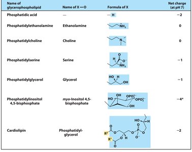 Structure of phosphatidylcholine