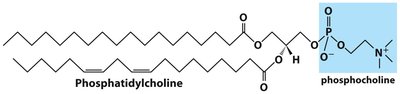 General structure of sphingolipids