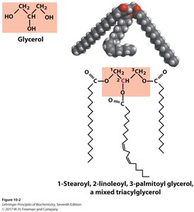 Structure of a mixed triacylglycerol