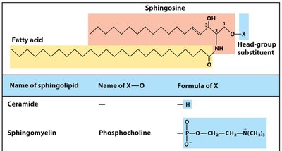 Sphingolipid structure with head group