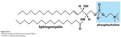 Glycosphingolipids and blood group antigens