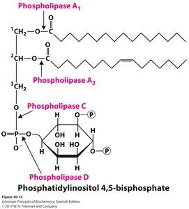 Phospholipase cleavage sites in phospholipids