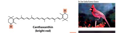 Canthaxanthin structure and red bird
