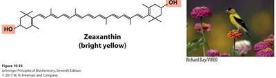 Zeaxanthin structure and yellow bird
