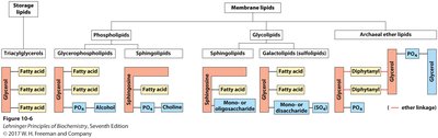 Classification of storage and membrane lipids