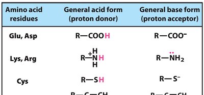 Amino acids in acid-base catalysis