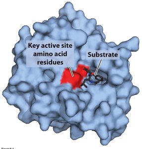 Enzyme active site with substrate