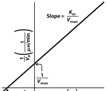 Lineweaver-Burk plot