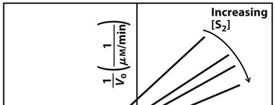 Sequential mechanism Lineweaver-Burk plot