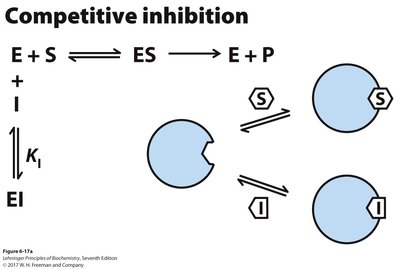 Competitive inhibition diagram