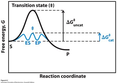 Enzyme-catalyzed vs. uncatalyzed reaction coordinate