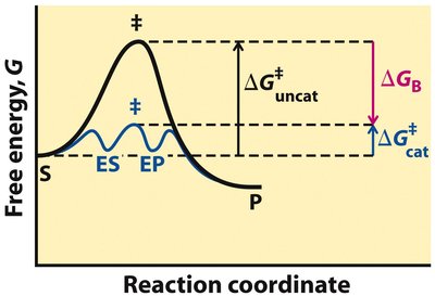Binding energy in catalysis