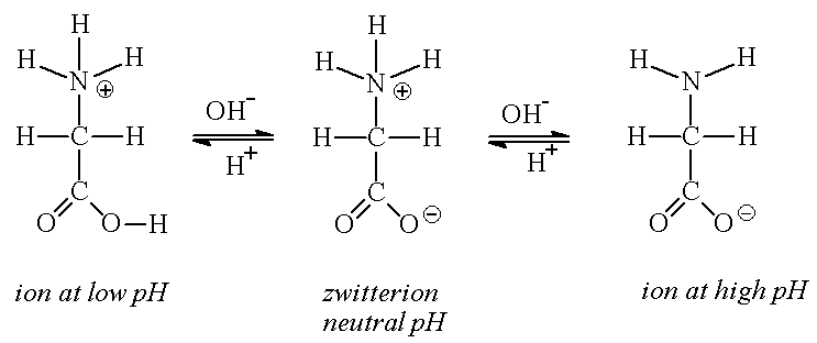 Amino acid ionization states at different pH values