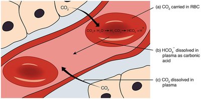 CO2 transport and bicarbonate buffer system in blood